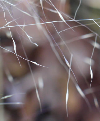 image of Muhlenbergia capillaris, Pink Muhlygrass, Upland Muhly, Hair-awn Muhly, Hairgrass