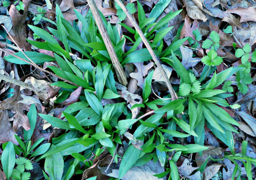 image of Symphyotrichum pilosum var. pilosum, Frost Aster, White Heath Aster