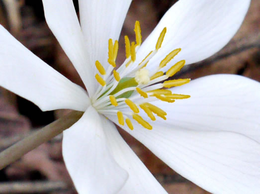 stamen