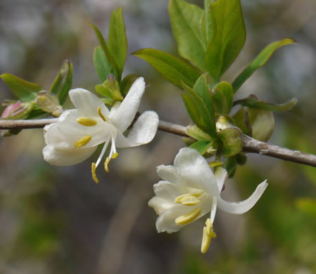 image of Lonicera fragrantissima, Sweet-breath-of-spring, Winter Honeysuckle