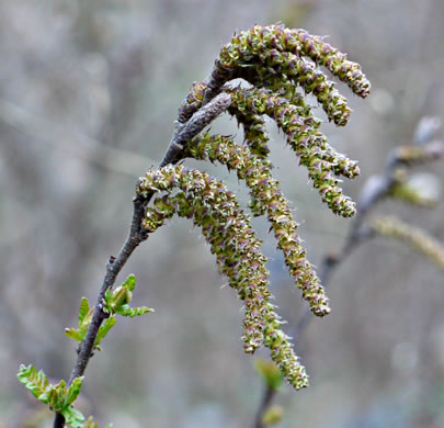 Sweet-fern