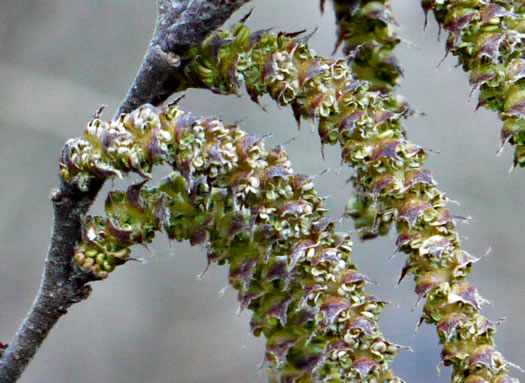 image of Comptonia peregrina, Sweet-fern