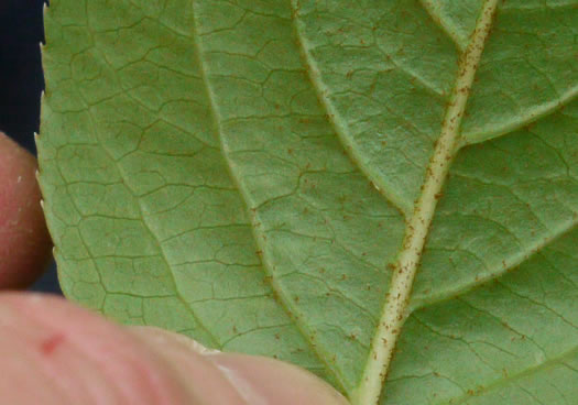 image of Viburnum rufidulum, Rusty Blackhaw, Blue Haw, Southern Blackhaw, Rusty Haw