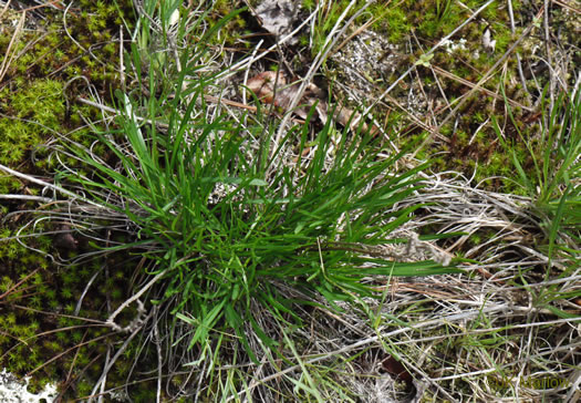 image of Liatris microcephala, Narrowleaf Blazing-star, Smallhead Blazing-star