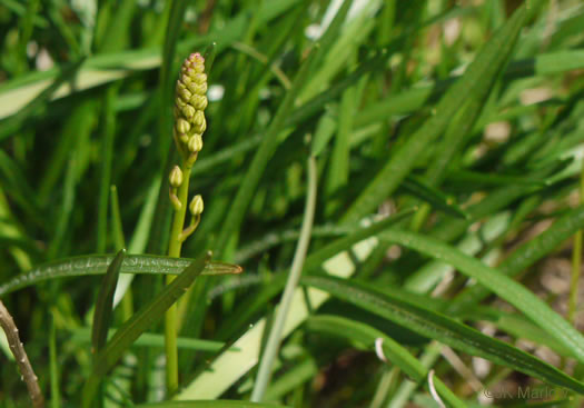 image of Schoenolirion croceum, Yellow Sunnybell