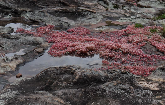 image of Diamorpha smallii, Elf-orpine