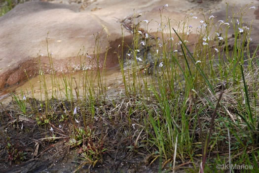 image of Lindernia monticola, Flatrock Pimpernel, Riverbank Pimpernel, False Pimpernel, Piedmont Pimpernel