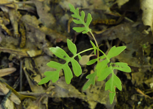 image of Polymnia laevigata, Tennessee Leafcup