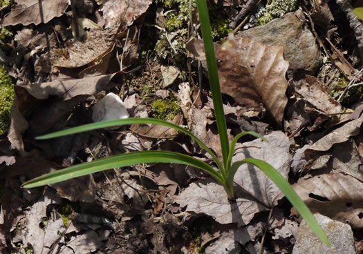 image of Amianthium muscitoxicum, Fly-poison