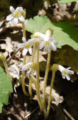 One-flowered Cancer-root