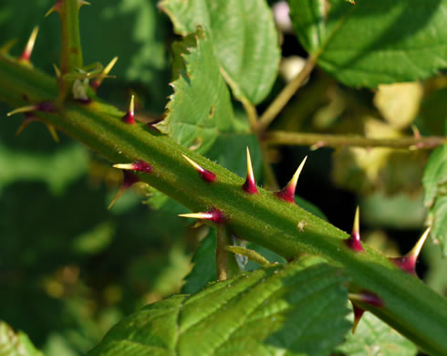 image of Rubus bifrons, European Blackberry, Himalayan Blackberry, Himalaya-berry