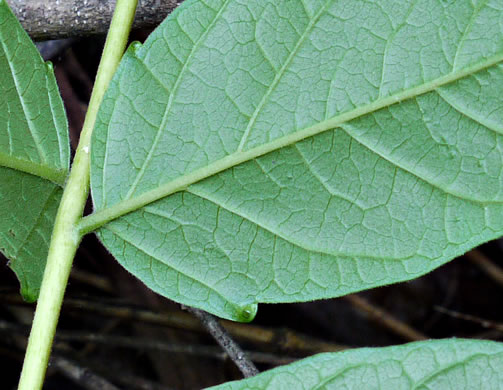 image of Ailanthus altissima, Ailanthus, Tree-of-heaven, Stink-tree