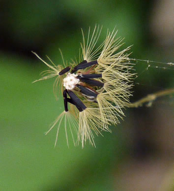 Hieracium venosum, Rattlesnake Hawkweed, Rattlesnake Weed, Veiny Hawkweed