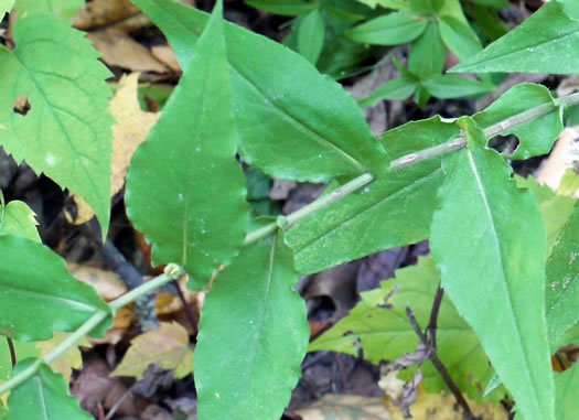 Symphyotrichum undulatum, Wavyleaf Aster