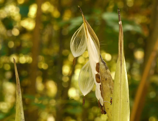 image of Asclepias exaltata, Poke Milkweed, Tall Milkweed