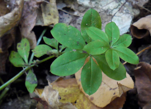 image of Galium triflorum, Sweet-scented Bedstraw, Fragrant Bedstraw