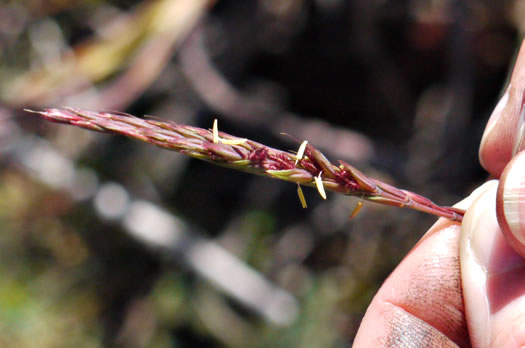 image of Andropogon gerardi, Big Bluestem, Turkeyfoot