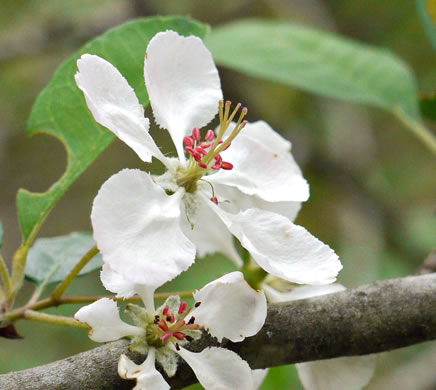 image of Malus angustifolia, Southern Crabapple, Wild Crabapple