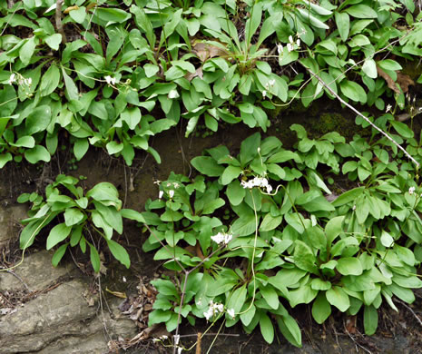 image of Primula meadia, Eastern Shooting Star