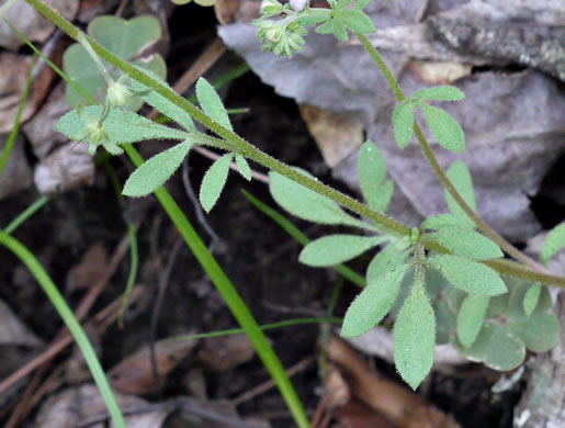 image of Phacelia dubia var. dubia, Appalachian Phacelia, Smallflower Phacelia, Small-flowered Scorpion Weed