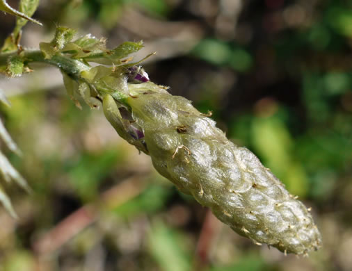 image of Wisteria sinensis, Chinese Wisteria