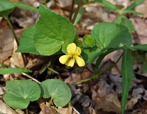 image of Viola eriocarpa, Smooth Yellow Forest Violet, Smooth Yellow Violet