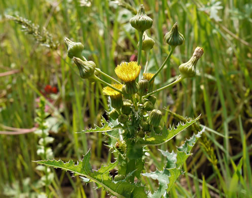 image of Sonchus asper, Prickly Sowthistle, Spiny-leaf Sowthistle