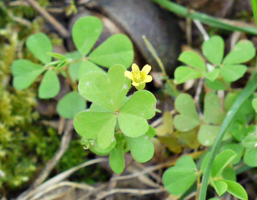 image of Oxalis corniculata, Creeping Lady's-sorrel