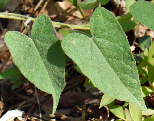 Blue Ridge Bindweed