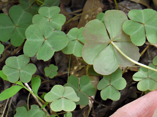 image of Oxalis violacea, Violet Wood-sorrel