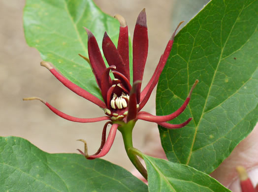 image of Calycanthus floridus, Sweetshrub, Carolina Allspice, Strawberry-shrub