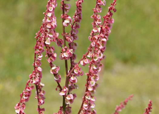 image of Acetosa hastatula, Wild Dock, Heartwing Dock, Sourgrass, Heartwing Sorrel