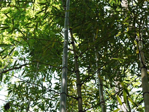 image of Phyllostachys aurea, Golden Bamboo, Fishpole Bamboo