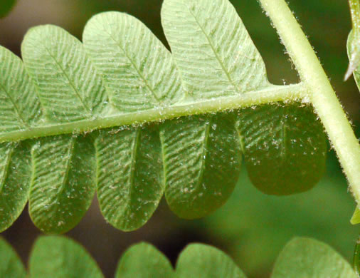 Claytosmunda claytoniana, Interrupted Fern