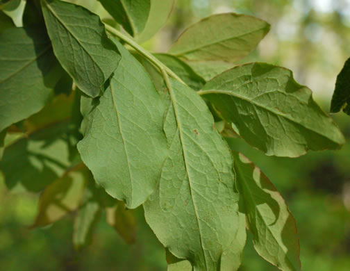 image of Vaccinium corymbosum, Smooth Highbush Blueberry, Northern Highbush Blueberry