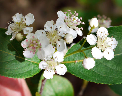 image of Aronia melanocarpa, Black Chokeberry