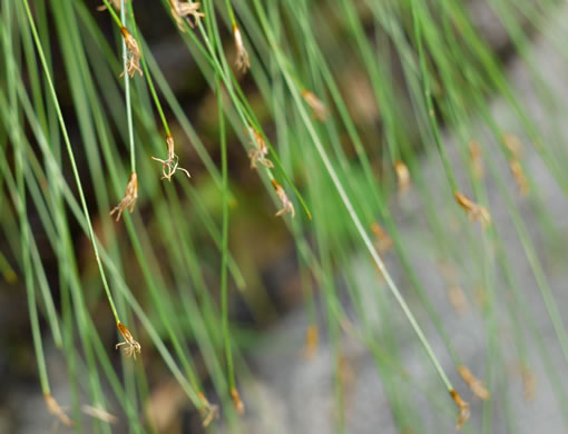 image of Trichophorum cespitosum, Deerhair Bulrush, Deergrass, Tufted Bulrush