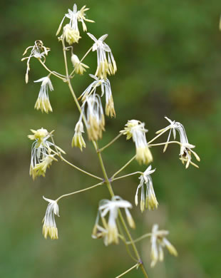 image of Thalictrum amphibolum, Skunk Meadowrue, Waxy Meadowrue