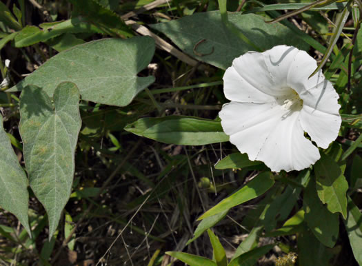 Blue Ridge Bindweed