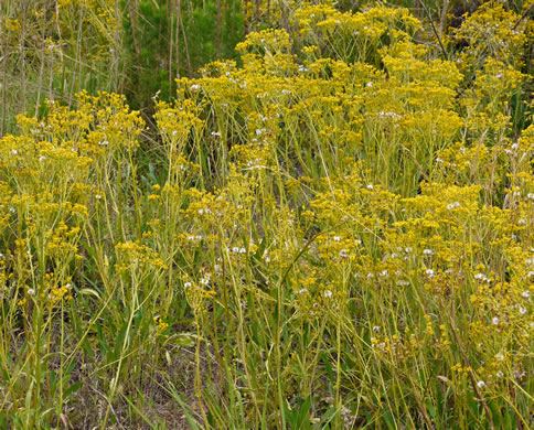 image of Packera anonyma, Small's Ragwort, Squaw-weed, Appalachian Ragwort