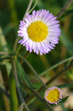 image of Erigeron strigosus var. strigosus, Daisy Fleabane, Common Rough Fleabane, Prairie Fleabane, Slender Daisy Fleabane