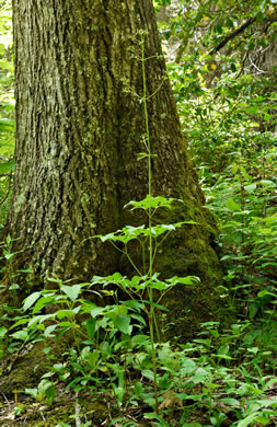 image of Ligusticum canadense, American Lovage