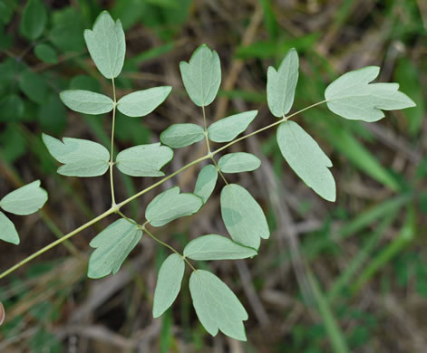 image of Thalictrum amphibolum, Skunk Meadowrue, Waxy Meadowrue