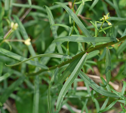 image of Sericocarpus linifolius, Narrowleaf Whitetop Aster, Slender Whitetop Aster