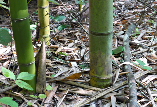 image of Phyllostachys bambusoides, Giant Timber Bamboo, Japanese Timber Bamboo