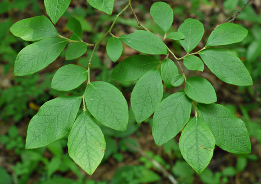 image of Vaccinium fuscatum, Hairy Highbush Blueberry, Black Highbush Blueberry