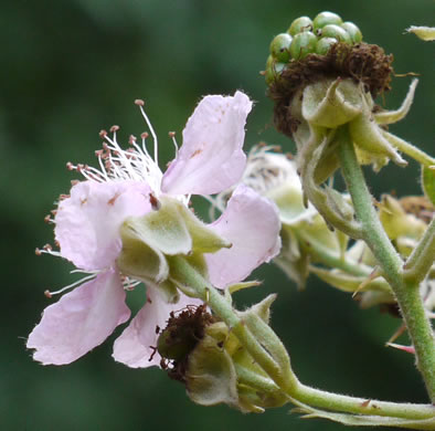 image of Rubus bifrons, European Blackberry, Himalayan Blackberry, Himalaya-berry