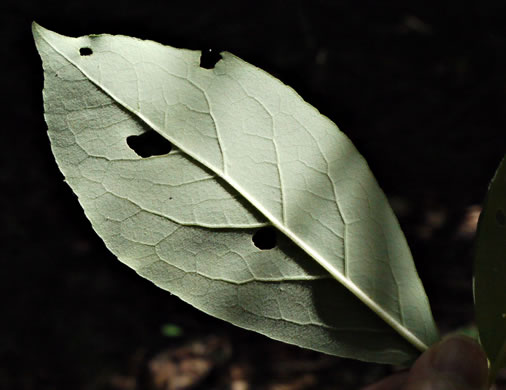 image of Symplocos tinctoria, Horsesugar, Sweetleaf, Dyebush