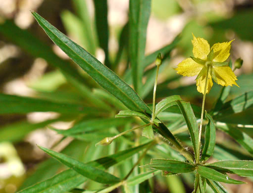 image of Steironema lanceolatum, Lanceleaf Loosestrife