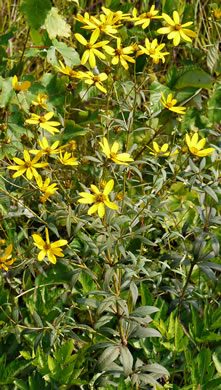 image of Coreopsis major var. rigida, Whorled Coreopsis, Stiffleaf Coreopsis, Greater Tickseed, Whorled Tickseed